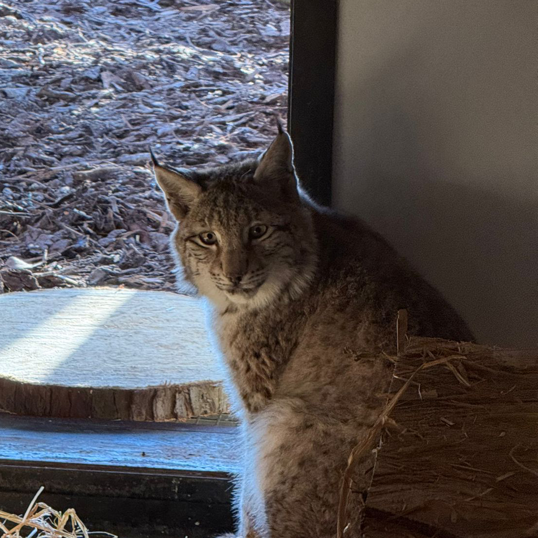 Lynx at Edinburgh Zoo